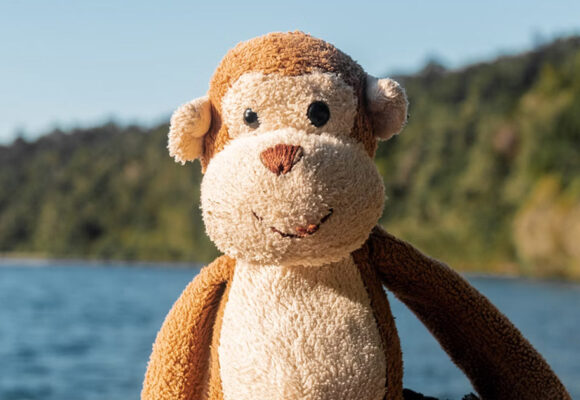 Collecte de poupées et peluches 